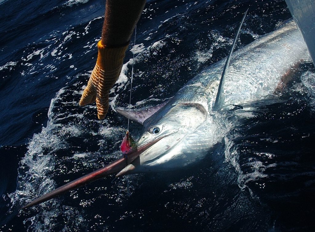 Fishing's Most Dangerous Animals