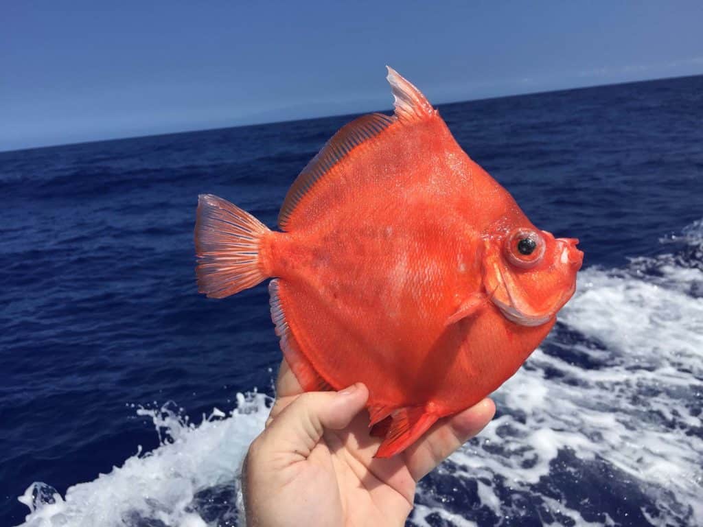 Deepbody boarfish