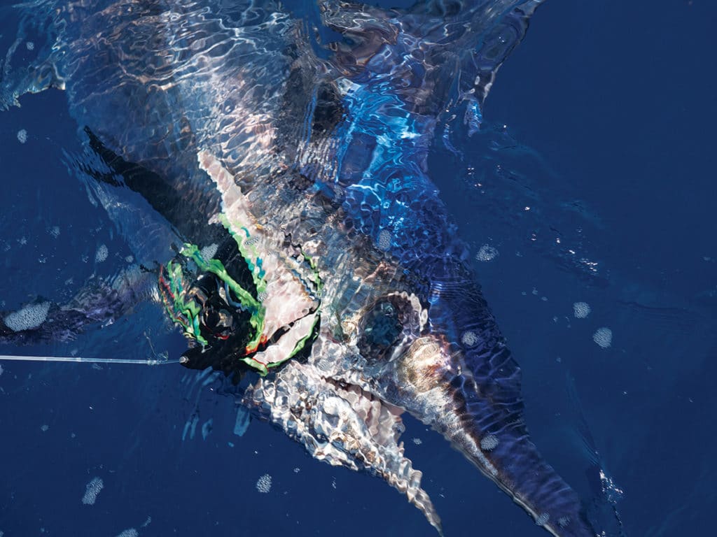 marlin catch at the boat