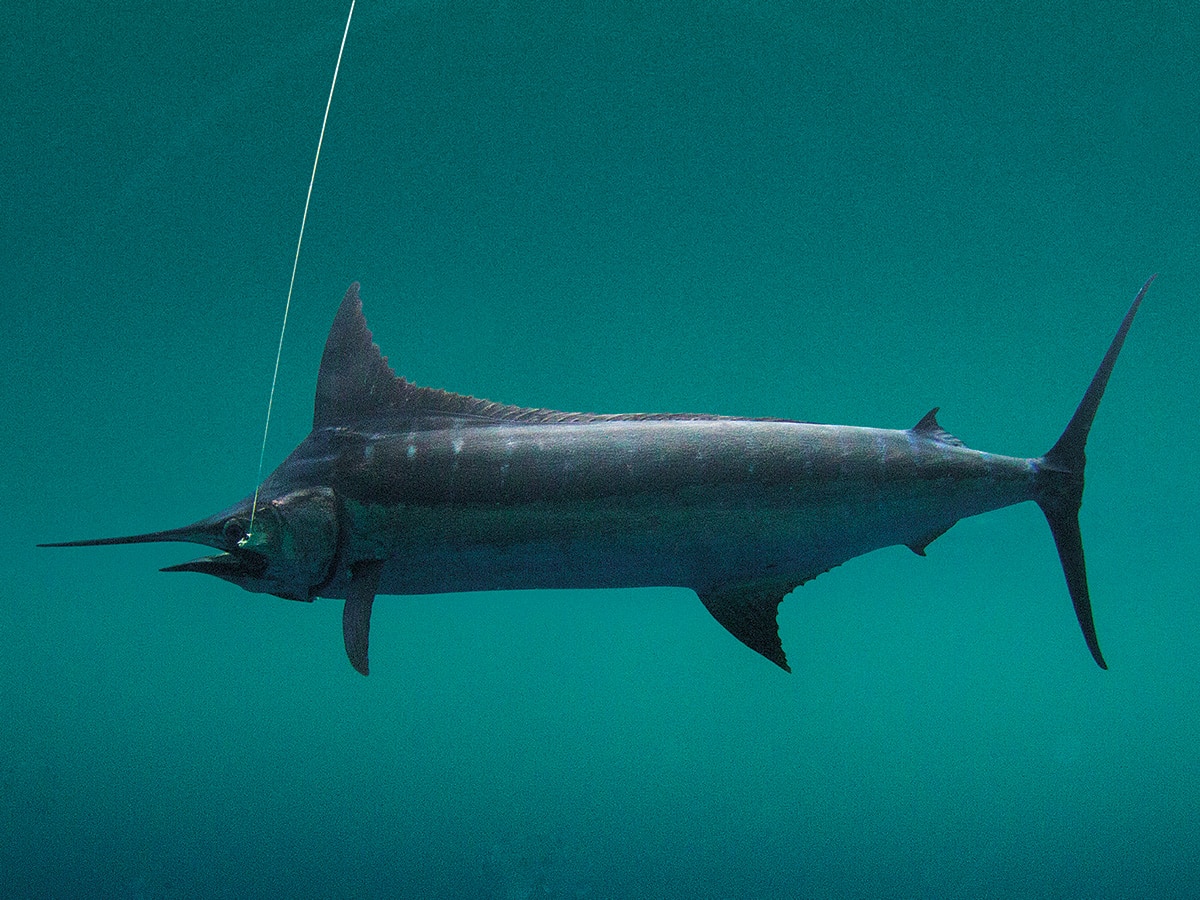 Fishing Deep Water for Billfish and Tuna