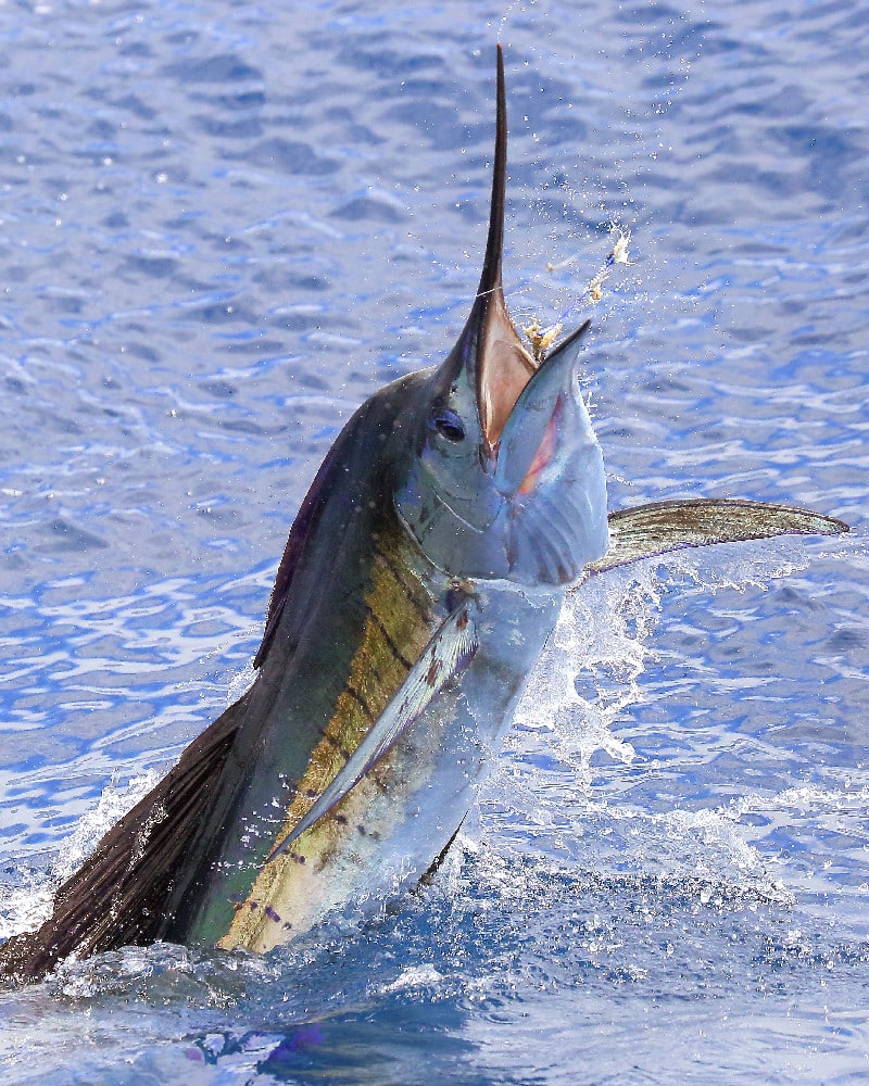 Jumping billfish Gautemala