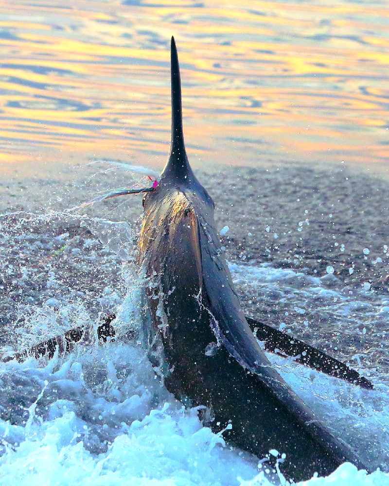 Marlin jumping out of water deep sea fishing Gautemala