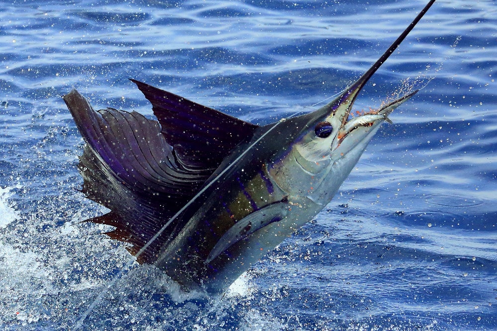 Pacific sailfish leaping out of water deep sea fishing
