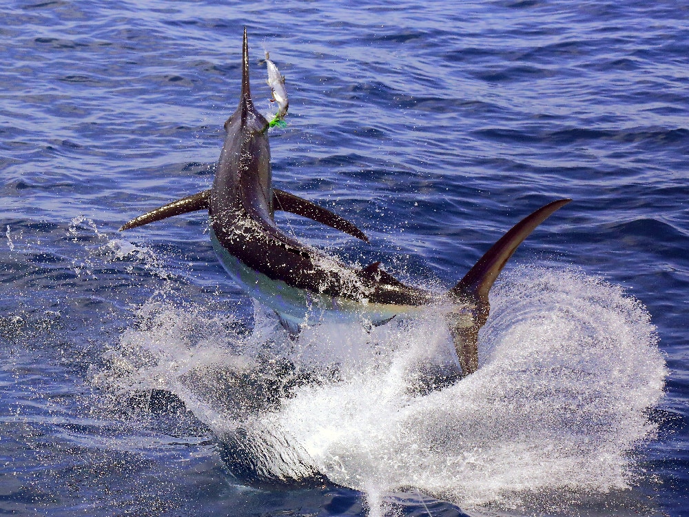 Jumping Pacific sailfish fishing Gautemala