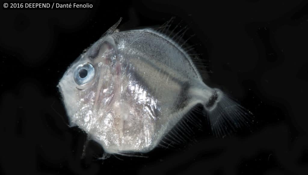 A deep-sea monster, the longwing spinyfin