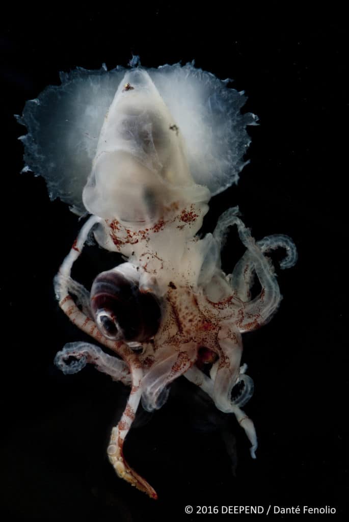 A deep-sea monster, a squid from the abyss