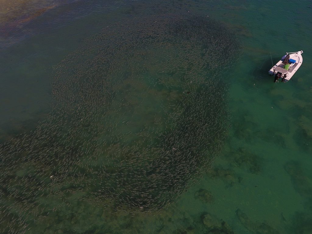 Drones and fishing -- mullet school from above