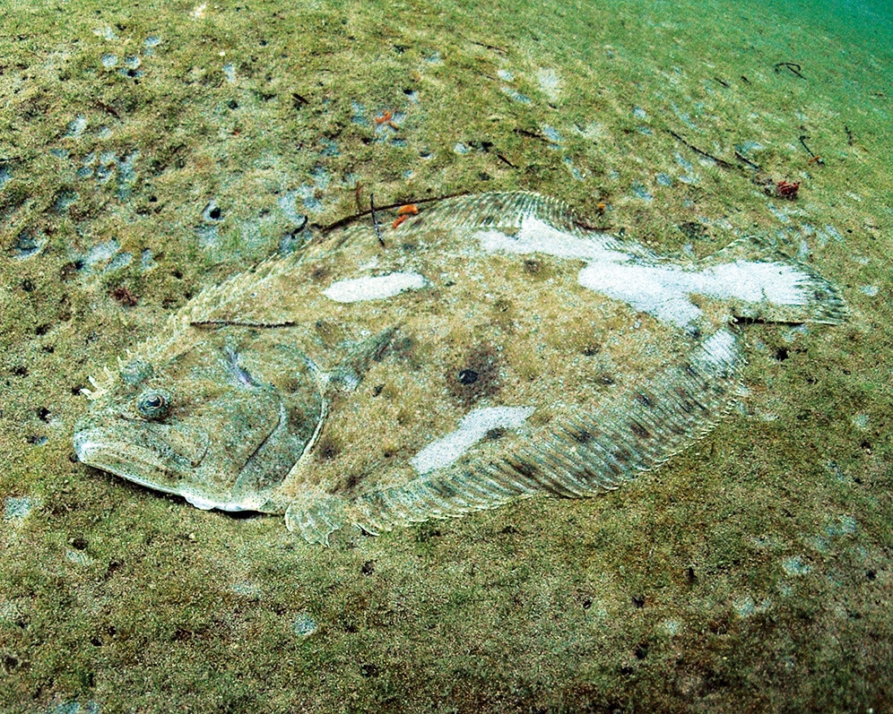 flounder hiding