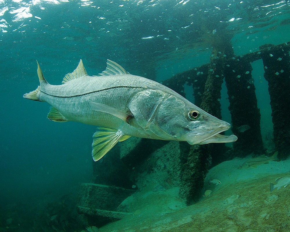 dock fishing for snook