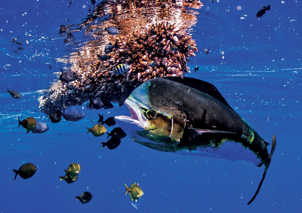 Dolphinfish under floating weeds