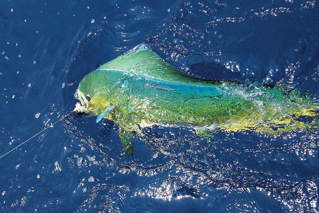 dolphin mahimahi tagged with conventional tag