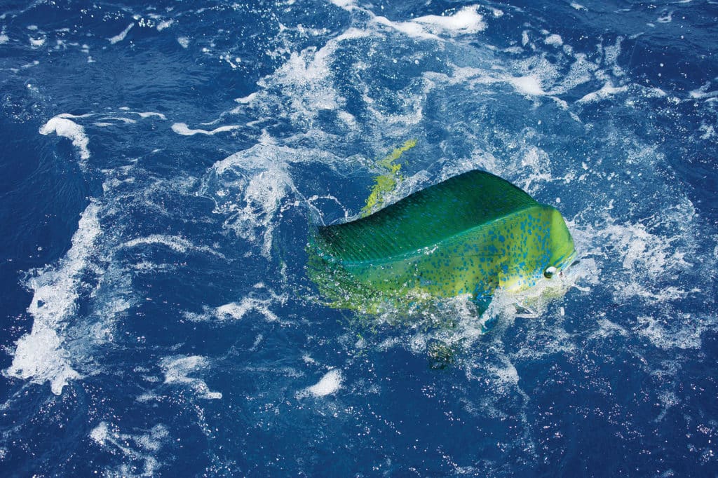 Mahi dolphinfish thrive in Virgin Islands water