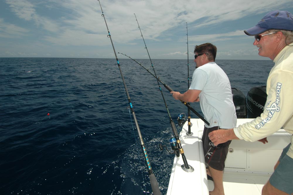 dolphins_fishing_15.jpg