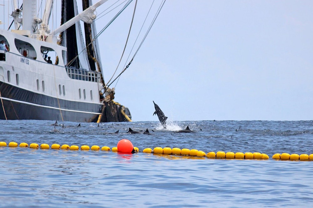 Dolphins trapped in a purse seine net off Costa Rica