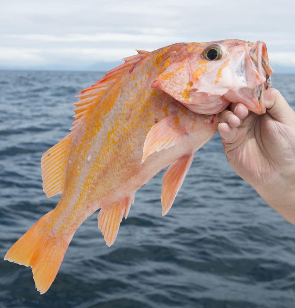 canary rockfish in California