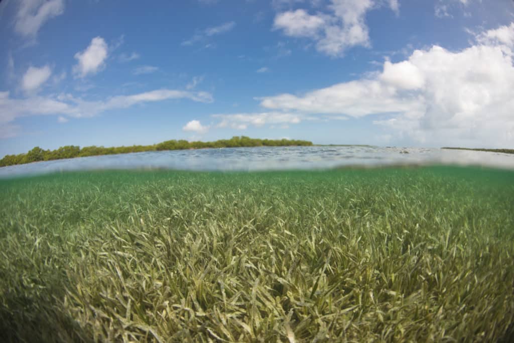 Grand Bahama Island eel grass flats bonefish, permit fish habitat