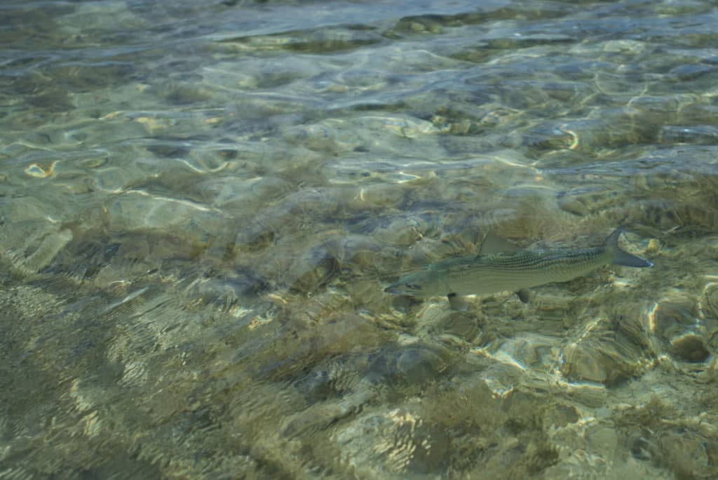 Bonefish flats fishing, Deep Water Cay, Grand Bahama Island