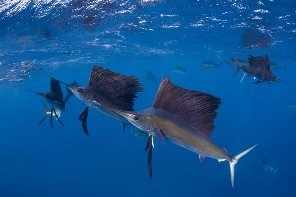 School of sailfish off Isla Mujeres, Mexico