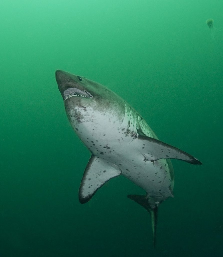 Salmon shark underwater