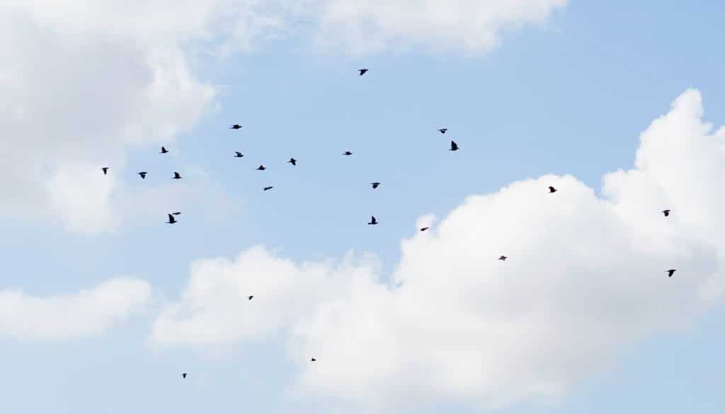 White Winged Doves in Flight over Texas