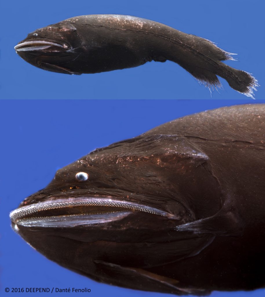 A deep-sea monster, the whalefish