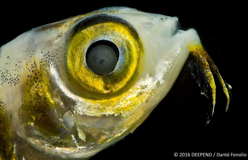 A deep-sea flyingfish