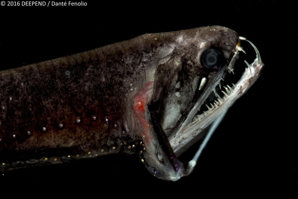 A deep-sea monster, the dragonfish