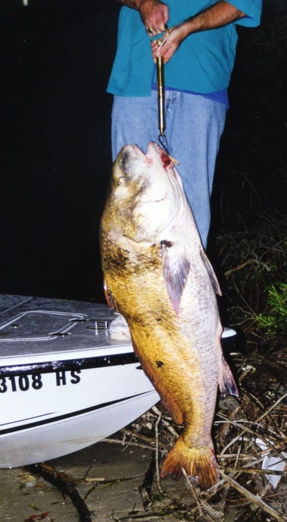 world-record black drum