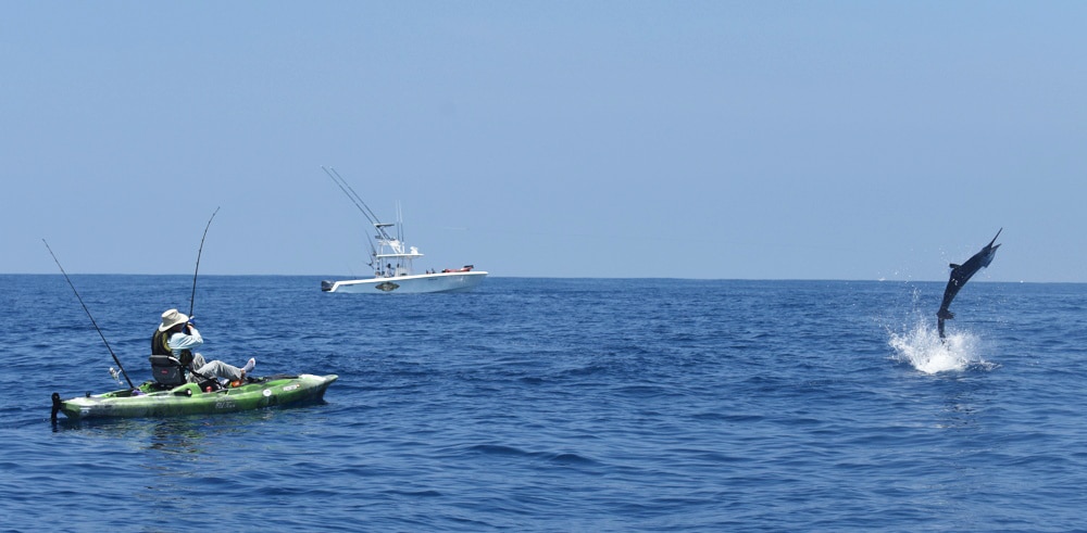 A Pacific sailfish hooked by a kayak angler leaps skyward