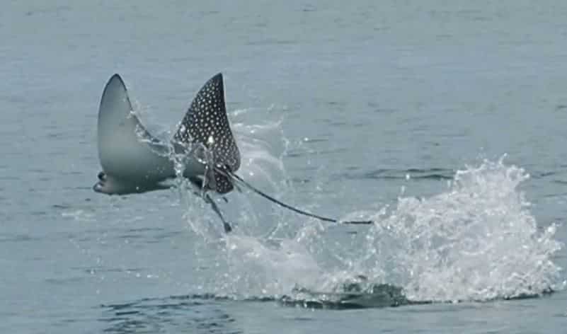 Eagle ray jumping out of the ocean in Florida Bay