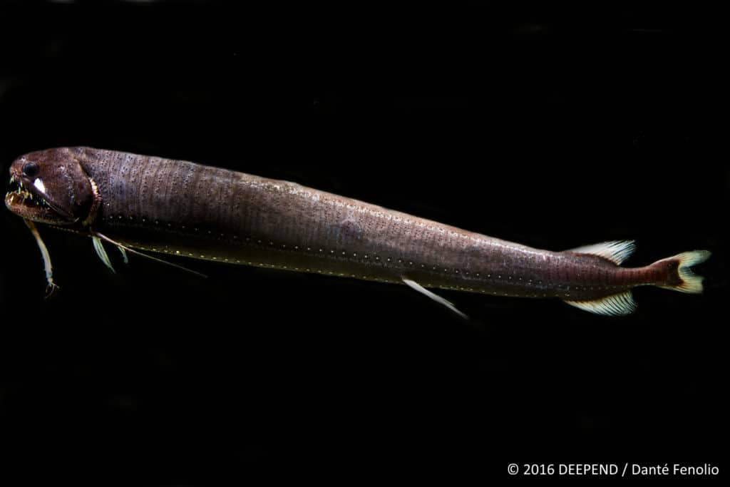 A deep-sea monster, the threadfin dragonfish