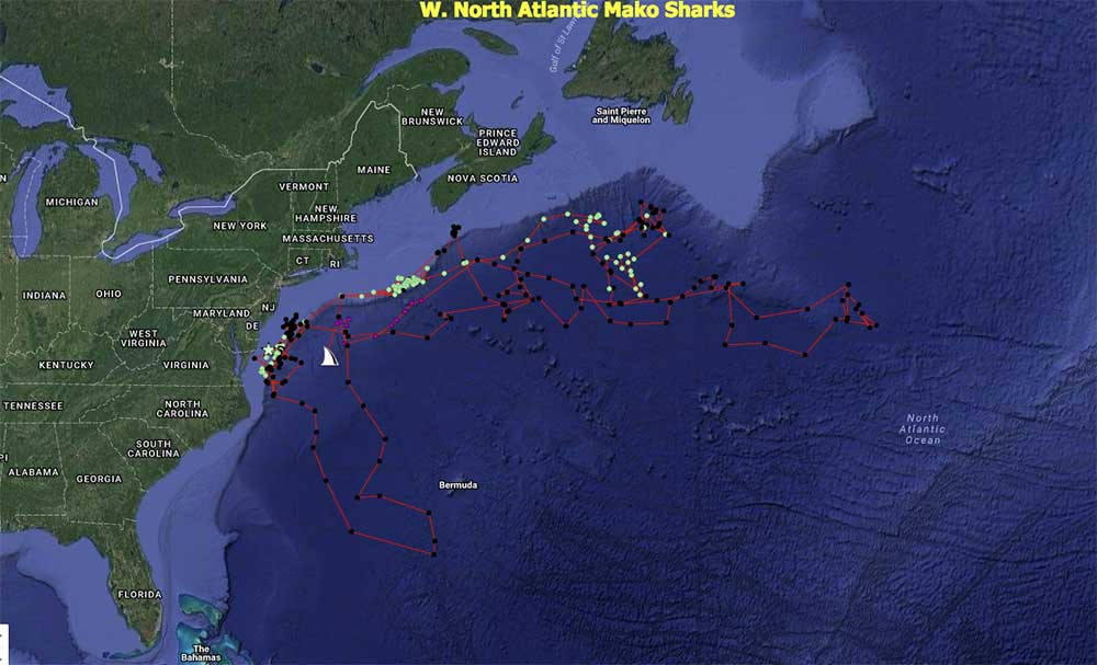 mako shark's tracking