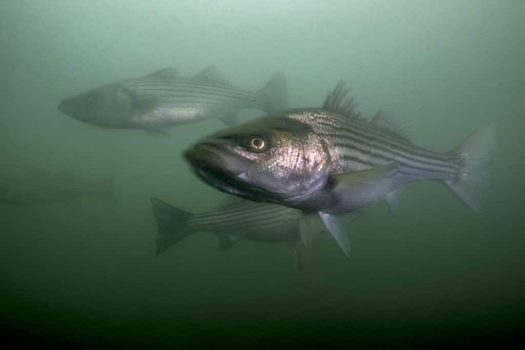 Fishing stripers and blues in Northeast boulder fields - striped bass school