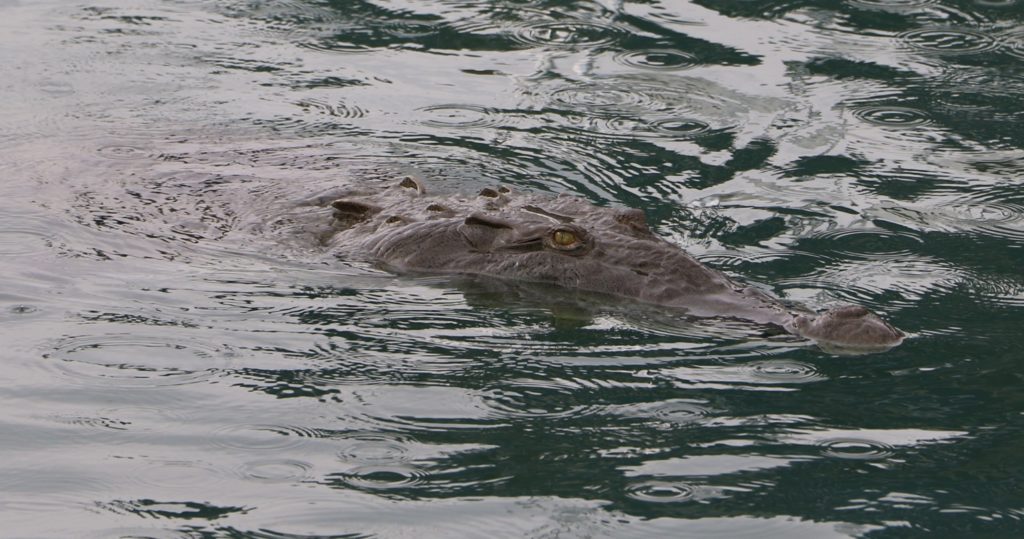 Costa Rica fishing - a large crocodile