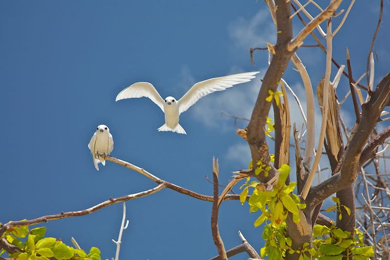 fairy-terns-in-the-seychelles.jpg