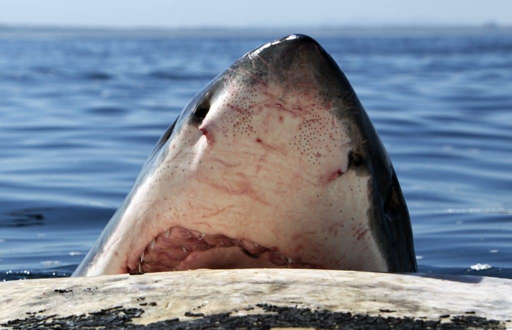 Shark biting floating structure