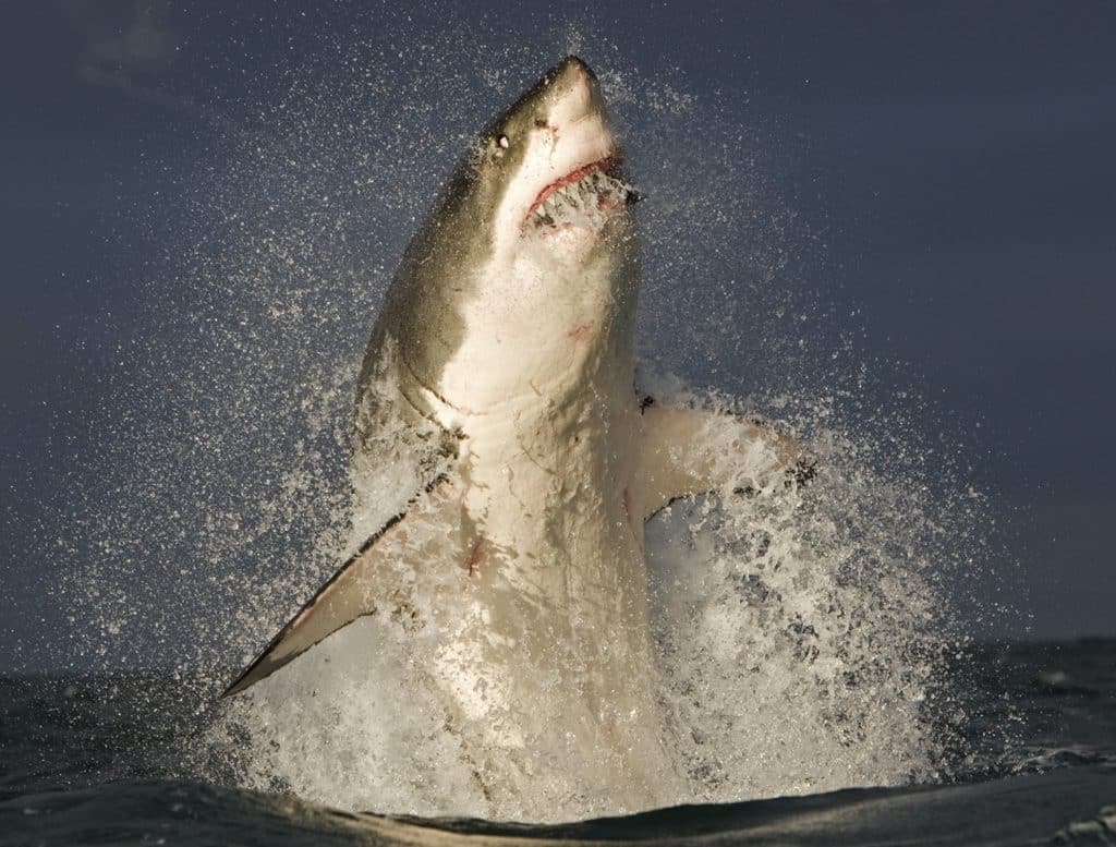 White shark breaching off South Africa