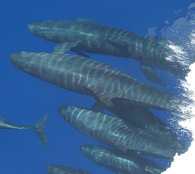 false killer whale