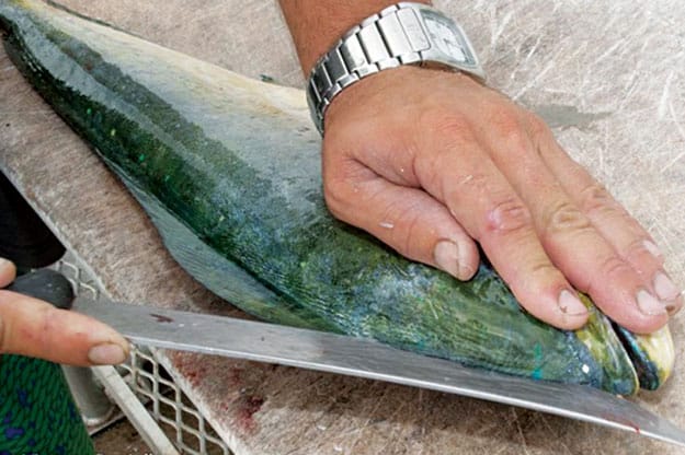 How to fillet fish mahi dolphinfish dorado