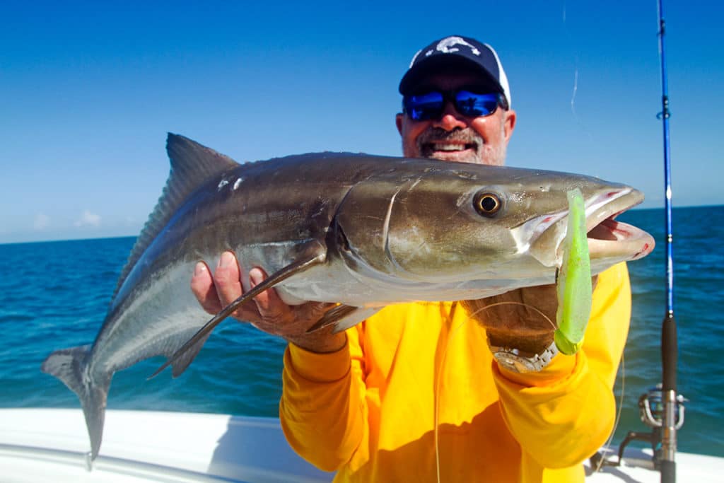 Key West cobia