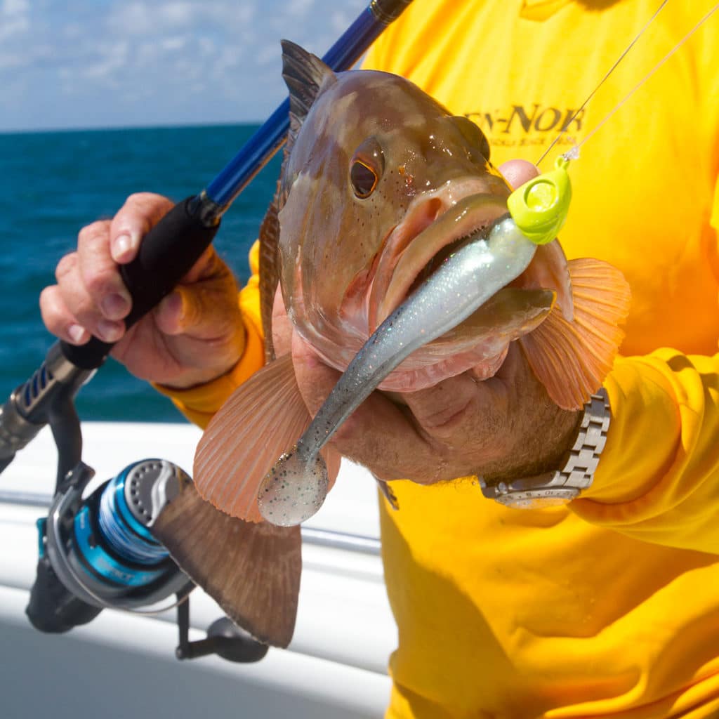 red grouper