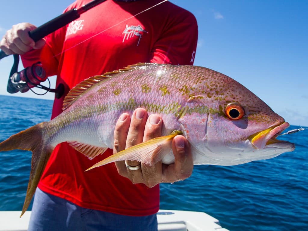 big yellowtail snapper