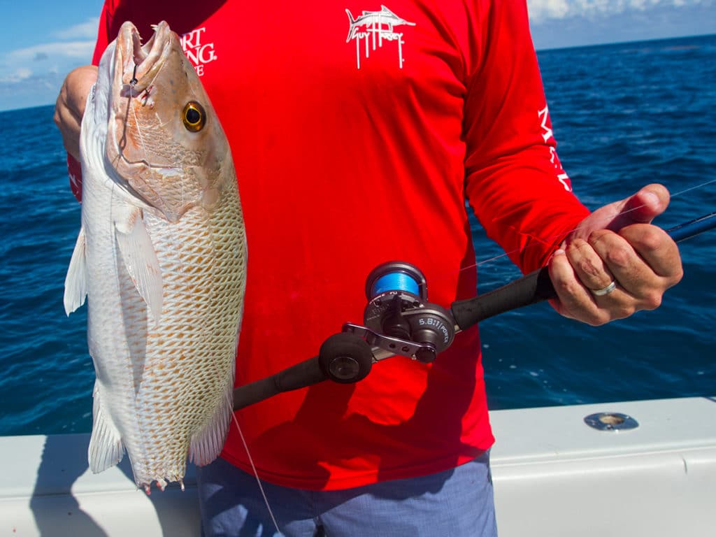 shark eats mangrove snapper