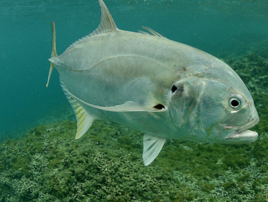 A big jack crevalle cruises a rocky area in the Gulf.