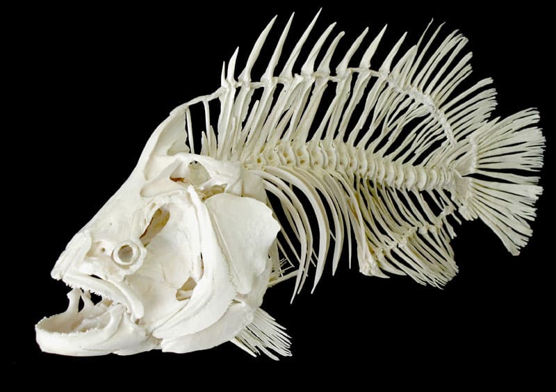 Tripletail fish skeleton bones