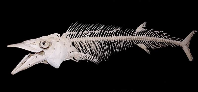 Wahoo fish skeleton bones