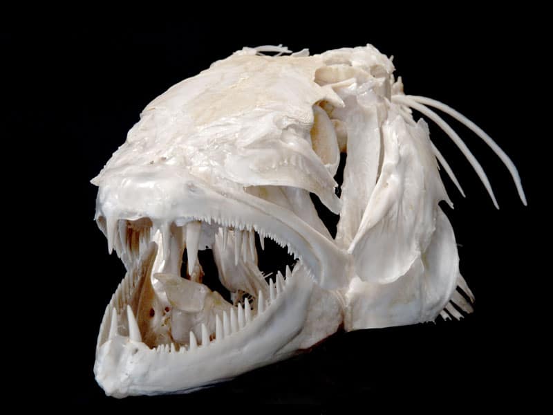 Barracuda fish skeleton bones