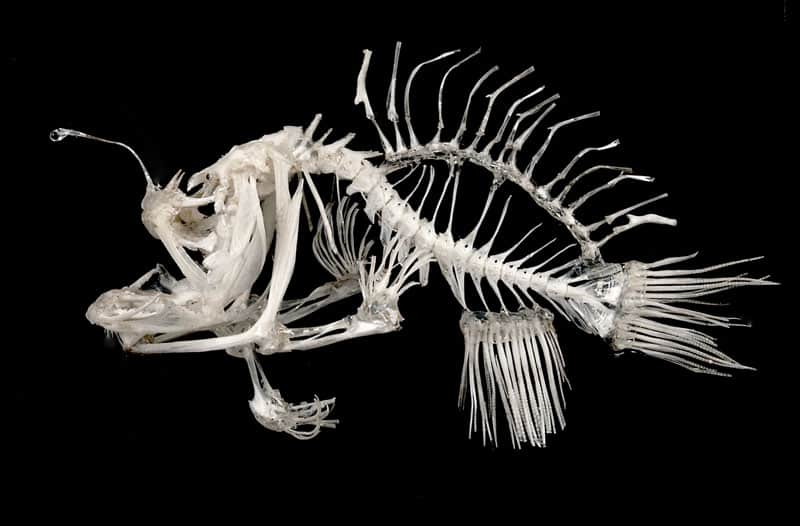 Anglerfish fish skeleton bones