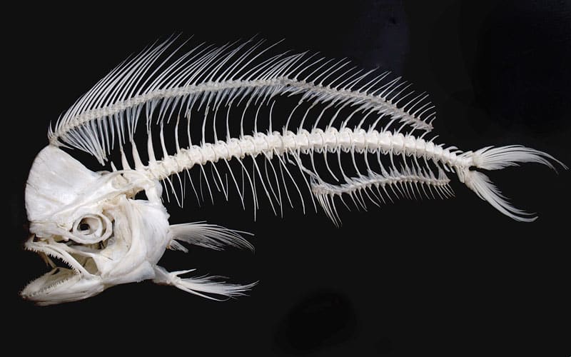 Mahi fish skeleton bones