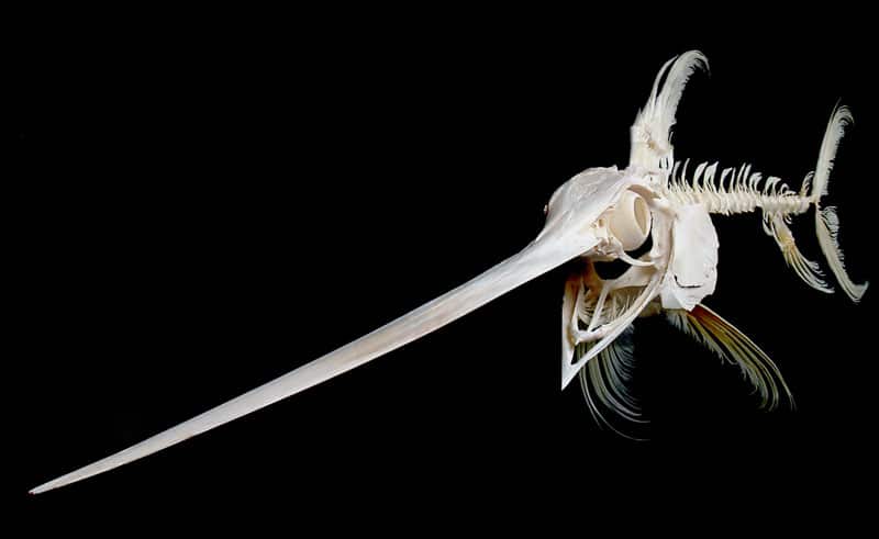 Swordfish fish skeleton bones